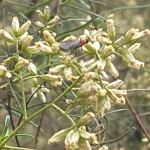 Braconidae (family) at Stirling Park (STP) - 14 Feb 2024