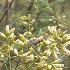 Braconidae (family) at Undefined Area - 14 Feb 2024 10:55 AM