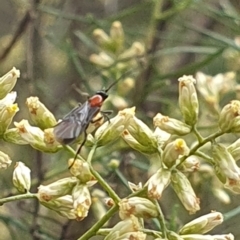Braconidae (family) at Undefined Area - 14 Feb 2024 10:55 AM