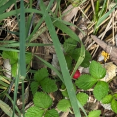 Potentilla indica (Indian Strawberry) at Evatt, ACT - 18 Feb 2024 by rbannister