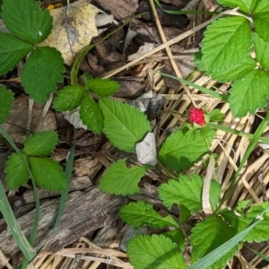 Potentilla indica at Evatt, ACT - 19 Feb 2024