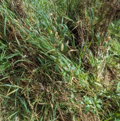 Alternanthera philoxeroides (Alligator Weed) at Evatt, ACT - 18 Feb 2024 by rbannister