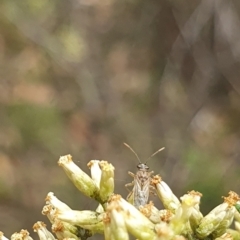 Miridae (family) (Unidentified plant bug) at Stirling Park (STP) - 14 Feb 2024 by ChrisBenwah