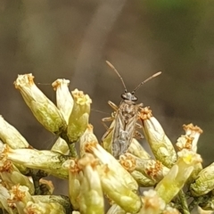 Miridae (family) at Stirling Park (STP) - 14 Feb 2024 11:06 AM