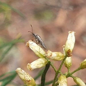 Miridae (family) at Stirling Park (STP) - 14 Feb 2024 11:06 AM