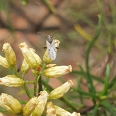 Miridae (family) at Stirling Park (STP) - 14 Feb 2024