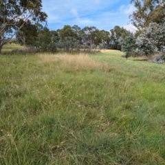 Themeda triandra (Kangaroo Grass) at Evatt, ACT - 18 Feb 2024 by rbannister