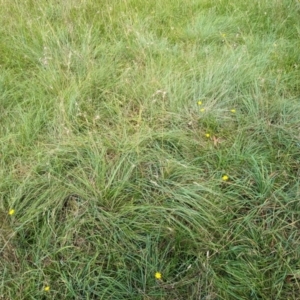 Themeda triandra at Evatt, ACT - 19 Feb 2024 10:30 AM