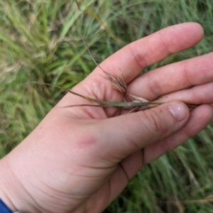 Themeda triandra at Evatt, ACT - 19 Feb 2024 10:30 AM