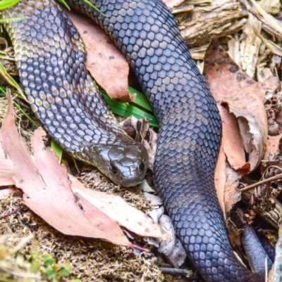 Unidentified Snake at Seaview, VIC - 7 Jan 2018 by Petesteamer