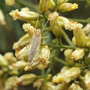 Chironomidae (family) at Stirling Park (STP) - 14 Feb 2024