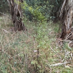 Pittosporum tenuifolium (Kohuhu) at Evatt, ACT - 18 Feb 2024 by rbannister