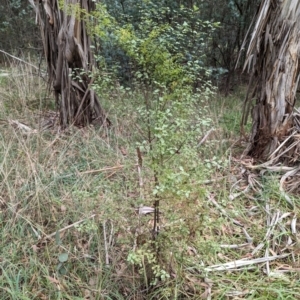 Pittosporum tenuifolium at Evatt, ACT - 19 Feb 2024 10:35 AM