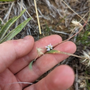 Vittadinia muelleri at Evatt, ACT - 19 Feb 2024