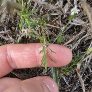 Vittadinia muelleri at Evatt, ACT - 19 Feb 2024