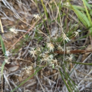 Vittadinia muelleri at Evatt, ACT - 19 Feb 2024