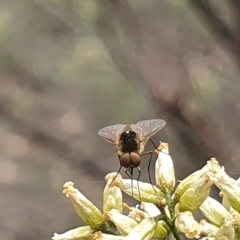 Geron sp. (genus) (Slender Bee Fly) at Stirling Park (STP) - 14 Feb 2024 by ChrisBenwah