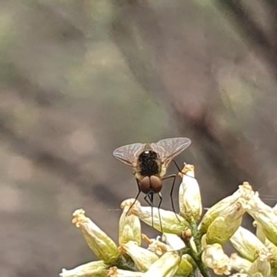 Geron sp. (genus) (Slender Bee Fly) at Stirling Park - 14 Feb 2024 by ChrisBenwah