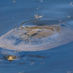 Chelodina longicollis at Chiltern, VIC - 11 Nov 2023 by Petesteamer