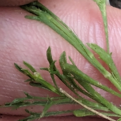 Vittadinia muelleri (Narrow-leafed New Holland Daisy) at Evatt, ACT - 18 Feb 2024 by rbannister