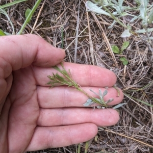 Vittadinia muelleri at Evatt, ACT - 19 Feb 2024