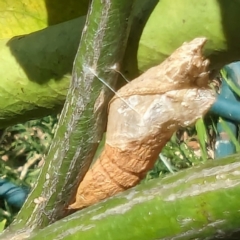 Papilio anactus at Lions Youth Haven - Westwood Farm A.C.T. - 19 Feb 2024