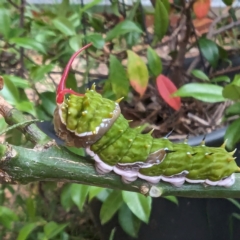 Papilio aegeus (Orchard Swallowtail, Large Citrus Butterfly) at Lions Youth Haven - Westwood Farm A.C.T. - 19 Feb 2024 by HelenCross