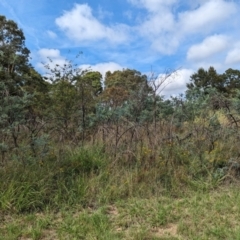 Acacia dealbata at Evatt, ACT - 19 Feb 2024 10:34 AM