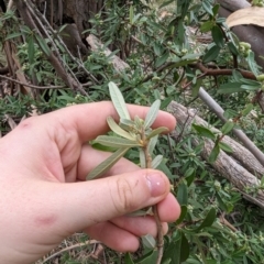 Pyracantha angustifolia at Evatt, ACT - 19 Feb 2024 10:36 AM