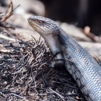 Tiliqua nigrolutea (Blotched Blue-tongue) at Seaview, VIC - 25 Mar 2018 by Petesteamer