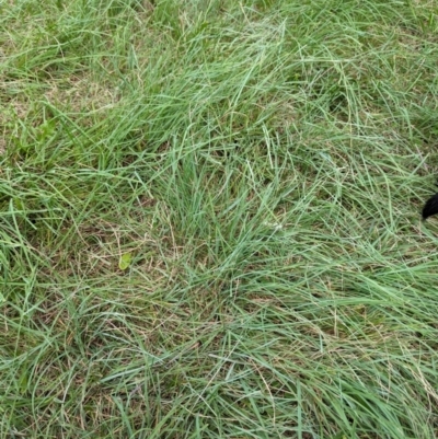 Festuca arundinacea at Evatt, ACT - 18 Feb 2024 by rbannister