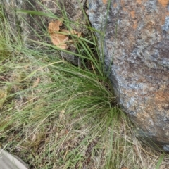 Nassella trichotoma at Evatt, ACT - 19 Feb 2024