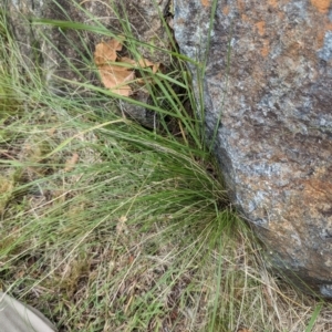 Nassella trichotoma at Evatt, ACT - 19 Feb 2024