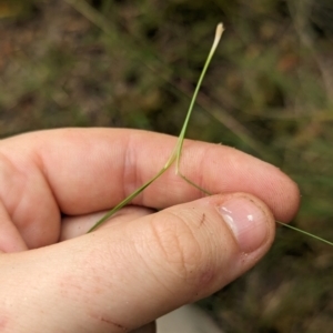 Nassella trichotoma at Evatt, ACT - 19 Feb 2024