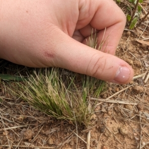 Nassella trichotoma at Evatt, ACT - 19 Feb 2024