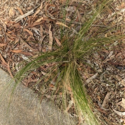 Nassella trichotoma (Serrated Tussock) at Evatt, ACT - 18 Feb 2024 by rbannister