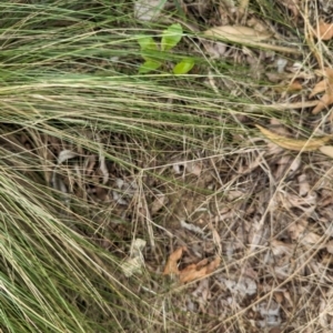 Nassella trichotoma at Evatt, ACT - 19 Feb 2024