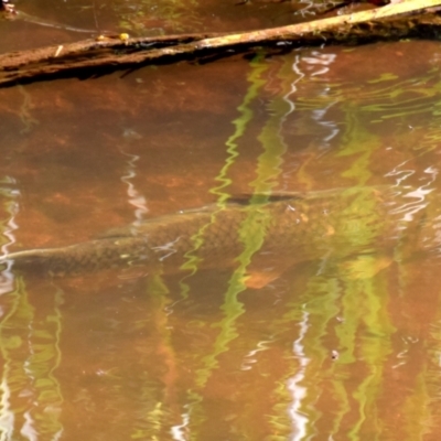 Cyprinus carpio (Common Carp) at Longwarry North, VIC - 19 Nov 2016 by Petesteamer