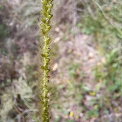 Setaria parviflora at Mount Majura - 19 Feb 2024