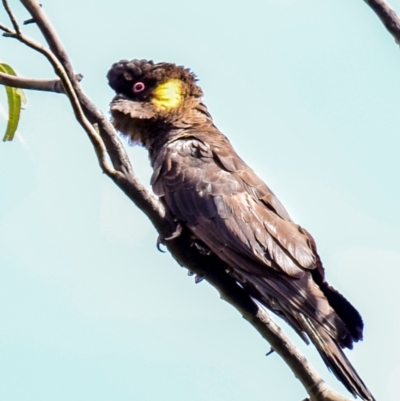 Zanda funerea (Yellow-tailed Black-Cockatoo) at Trafalgar South, VIC - 16 Feb 2018 by Petesteamer