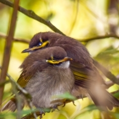 Caligavis chrysops (Yellow-faced Honeyeater) at Trafalgar South, VIC - 15 Feb 2018 by Petesteamer