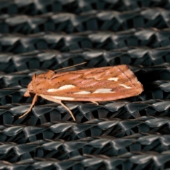 Meyrickella torquesauria (An Eribid Moth) at Harrison, ACT - 16 Feb 2024 by DPRees125