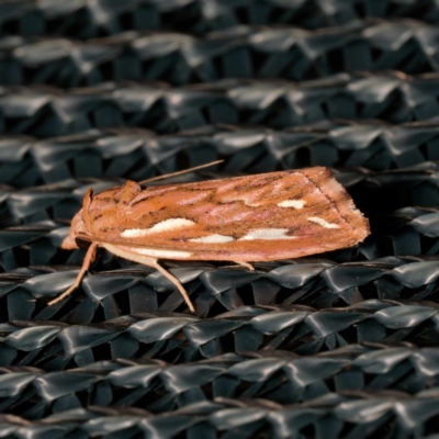 Meyrickella torquesauria (An Eribid Moth) at Harrison, ACT - 16 Feb 2024 by DPRees125