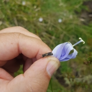 Lasioglossum sp. (genus) at Mt Holland - 19 Feb 2024