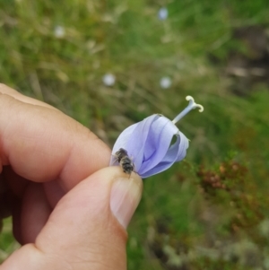 Lasioglossum sp. (genus) at Mt Holland - 19 Feb 2024