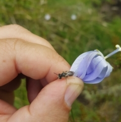 Lasioglossum sp. (genus) at Mt Holland - 19 Feb 2024