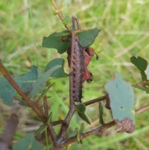 Lepidoptera unclassified IMMATURE moth at Mt Holland - 19 Feb 2024