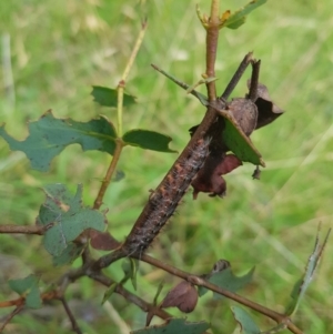 Lepidoptera unclassified IMMATURE moth at Mt Holland - 19 Feb 2024