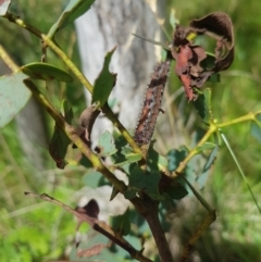 Lepidoptera unclassified IMMATURE moth at Mt Holland - 19 Feb 2024