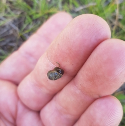 Unverified Snail or Slug (Gastropoda) at Mt Holland - 19 Feb 2024 by danswell
